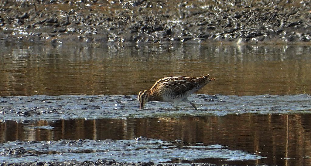 Bekas kszyk, kszyk, bekas baranek (Gallinago gallinago)