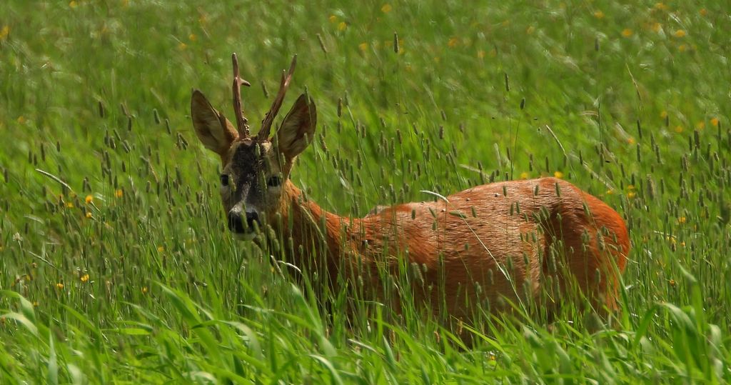 Sarna europejska, sarna (Capreolus capreolus)