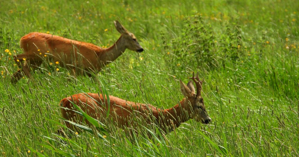 Sarna europejska, sarna (Capreolus capreolus)
