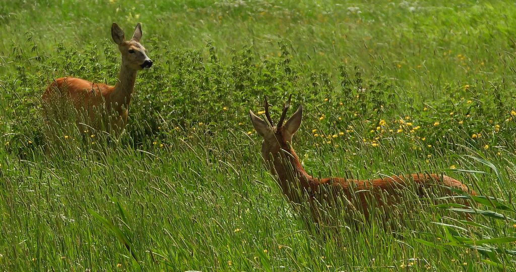 Sarna europejska, sarna (Capreolus capreolus)