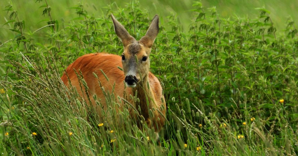 Sarna europejska, sarna (Capreolus capreolus)