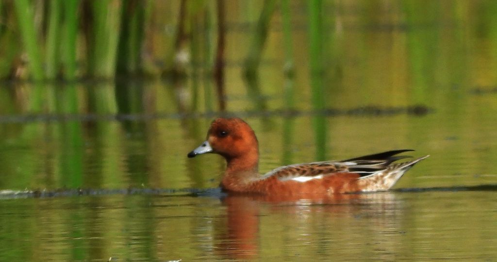 Świstun zwyczajny, świstun (Mareca penelope)