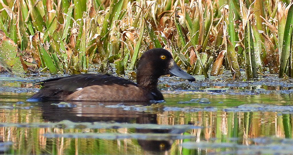 Czernica, kaczka czernica, kaczka czubata, kaczka czarnoczuba (Aythya fuligula)