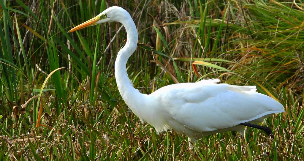 Czapla biała (Ardea alba)