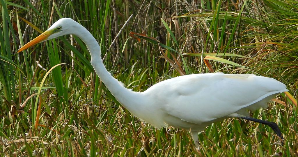 Czapla biała (Ardea alba)