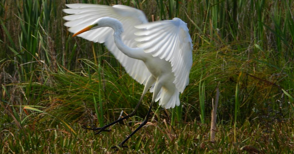 Czapla biała (Ardea alba)