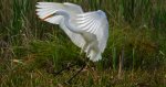Czapla biała (Ardea alba)