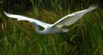 Czapla biała (Ardea alba)
