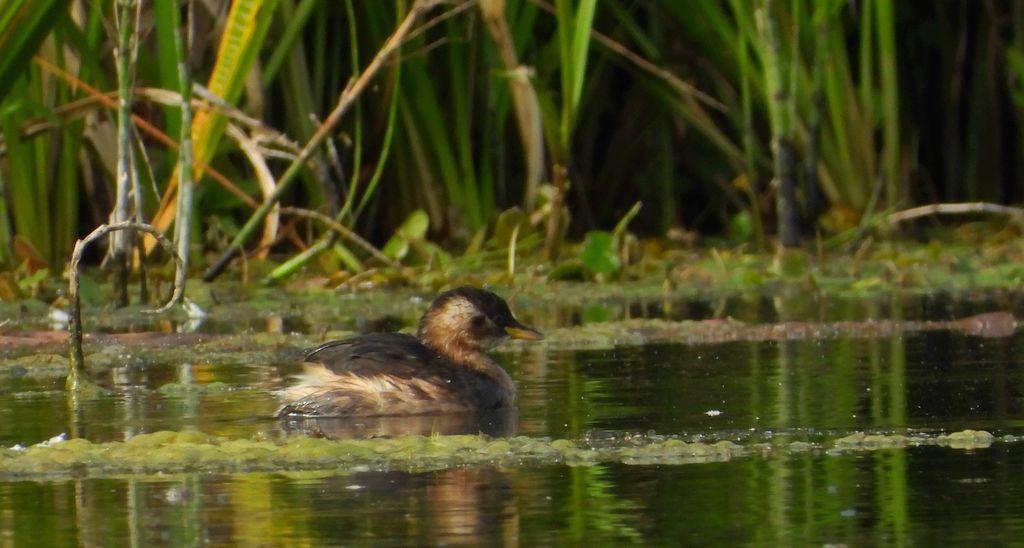 Perkozek zwyczajny, perkozek (Tachybaptus ruficollis)