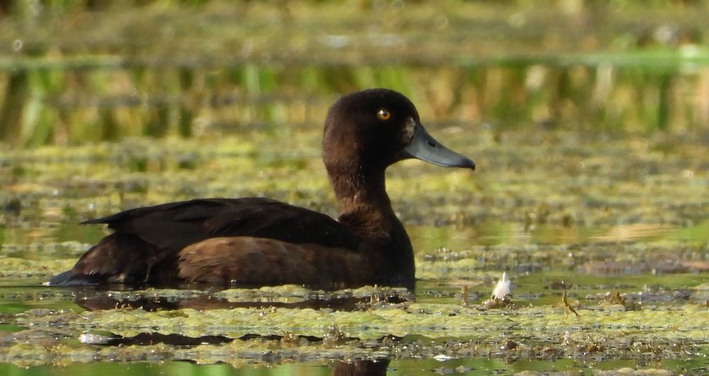 Czernica, kaczka czernica, kaczka czubata, kaczka czarnoczuba (Aythya fuligula)