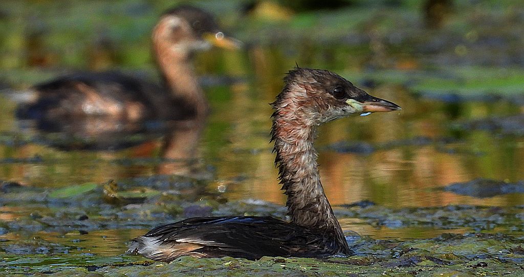 Perkozek zwyczajny, perkozek (Tachybaptus ruficollis)