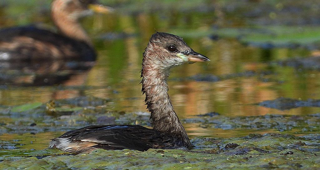 Perkozek zwyczajny, perkozek (Tachybaptus ruficollis)