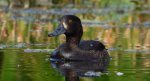 Czernica, kaczka czernica, kaczka czubata, kaczka czarnoczuba (Aythya fuligula)