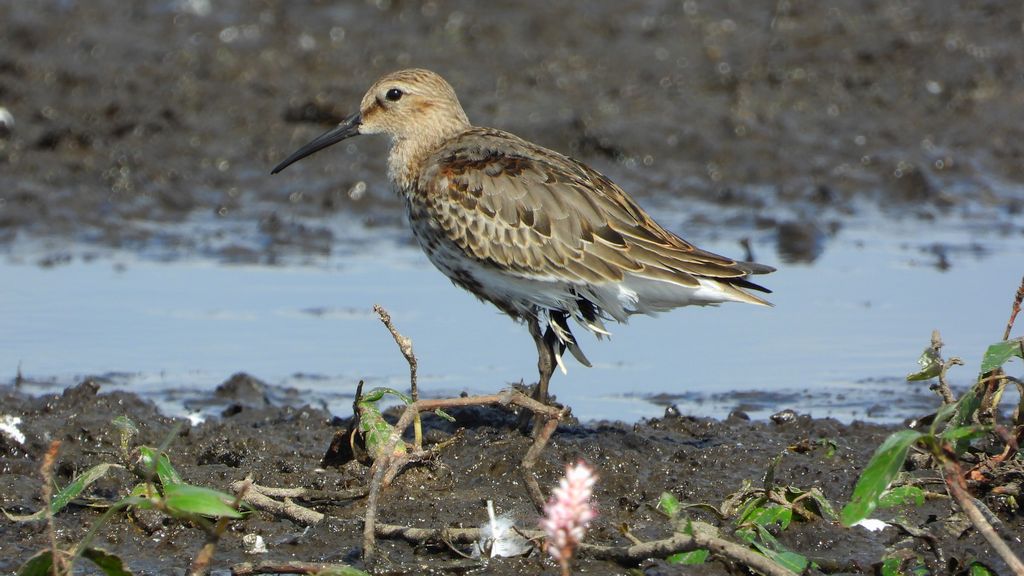 Biegus zmienny (Calidris alpina)