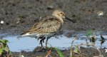 Biegus zmienny (Calidris alpina)
