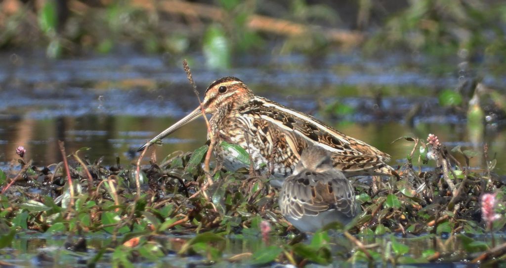 Bekas kszyk, kszyk, bekas baranek (Gallinago gallinago)