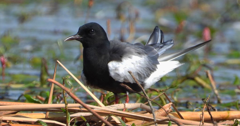 Rybitwa białoskrzydła (Chlidonias leucopterus)