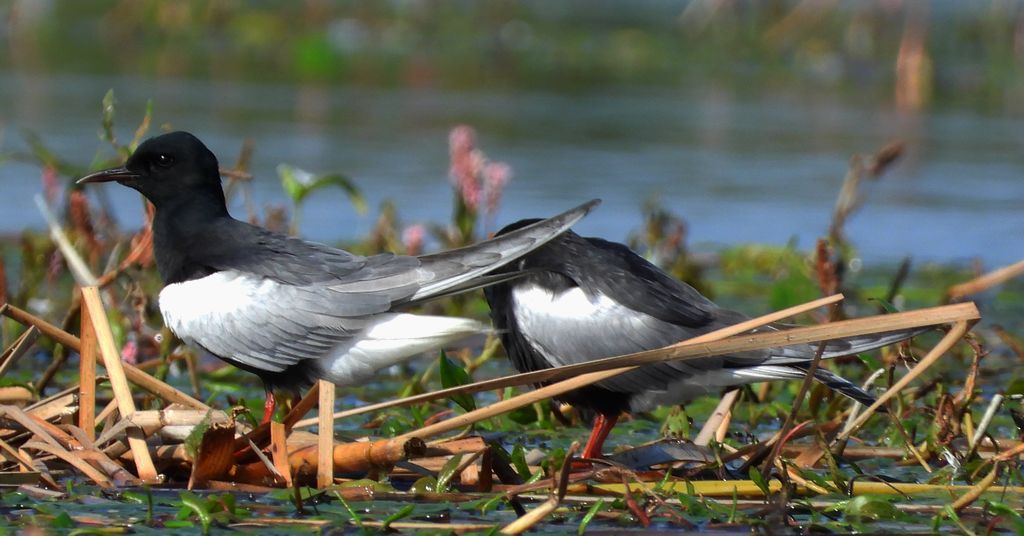 Rybitwa białoskrzydła (Chlidonias leucopterus)