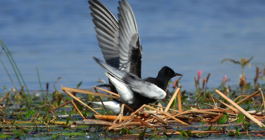 Rybitwa białoskrzydła (Chlidonias leucopterus)
