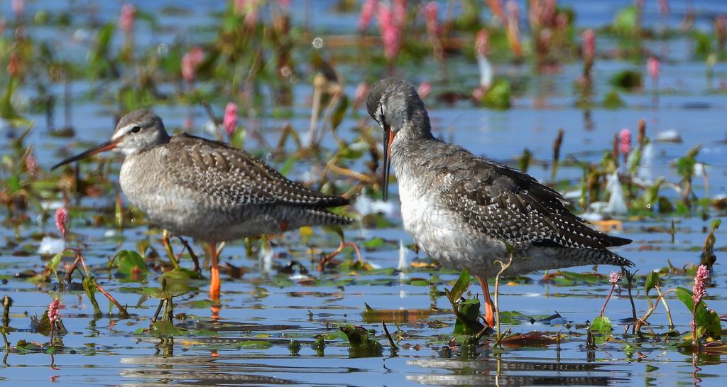 Brodziec śniady (Tringa erythropus)