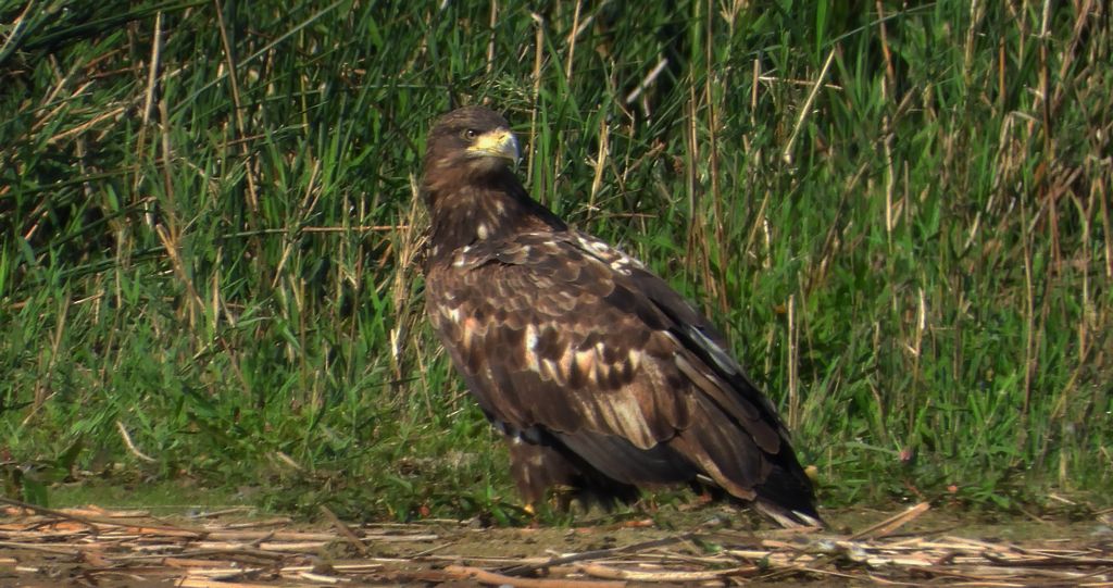 Bielik, orzeł bielik, birkut (Haliaeetus albicilla)