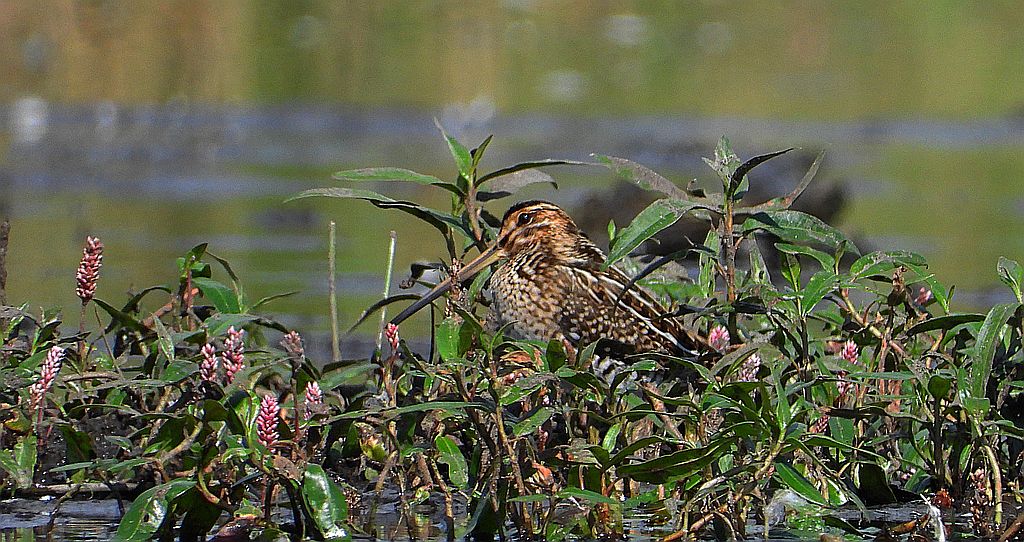 Bekas kszyk, kszyk, bekas baranek (Gallinago gallinago)