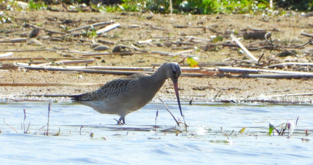 Szlamnik zwyczajny, szlamnik, szlamnik rdzawy, szlamik (Limosa lapponica)