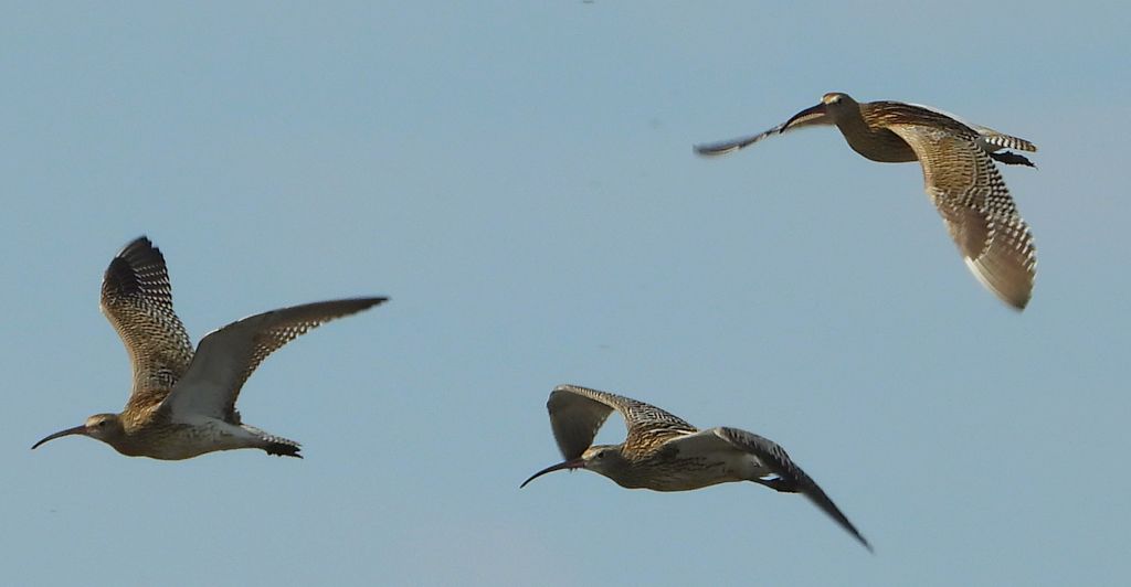 Kulik wielki (Numenius arquata)