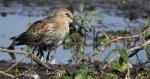 Biegus zmienny (Calidris alpina)