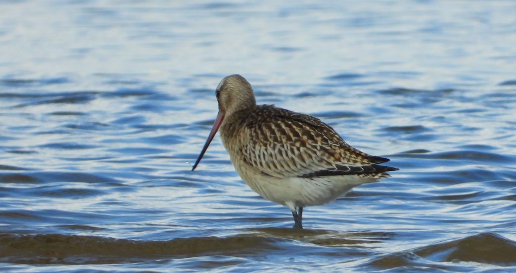 Szlamnik zwyczajny, szlamnik, szlamnik rdzawy, szlamik (Limosa lapponica)