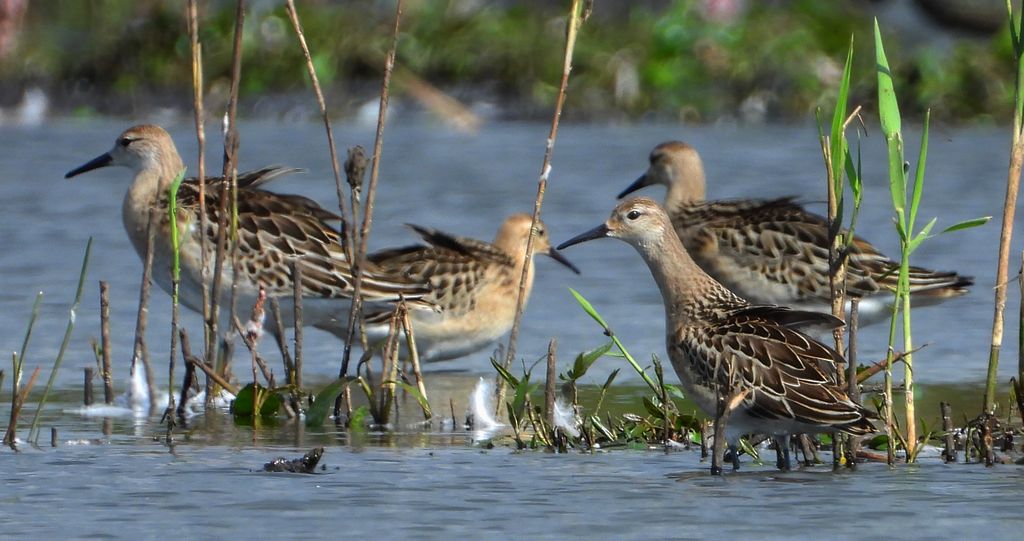Batalion, bojownik batalion, bojownik zmienny, biegus bojownik, bojownik odmienny (Calidris pugnax)