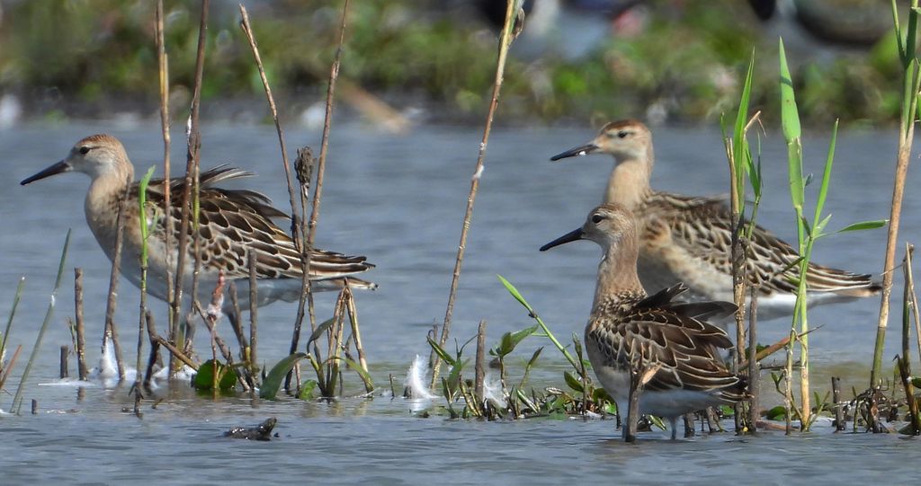 Batalion, bojownik batalion, bojownik zmienny, biegus bojownik, bojownik odmienny (Calidris pugnax)