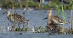 Batalion, bojownik batalion, bojownik zmienny, biegus bojownik, bojownik odmienny (Calidris pugnax)