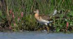 Batalion, bojownik batalion, bojownik zmienny, biegus bojownik, bojownik odmienny (Calidris pugnax)