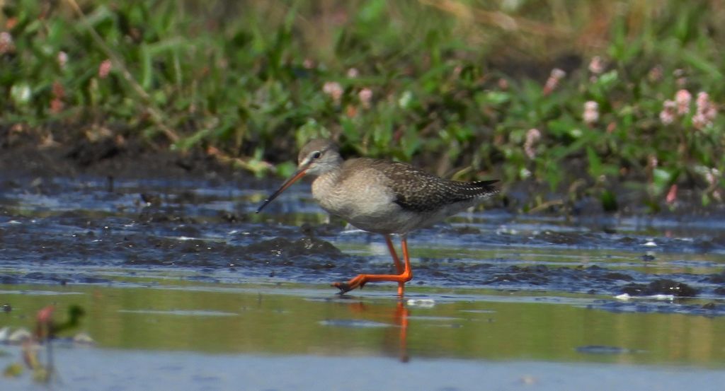 Brodziec śniady (Tringa erythropus)
