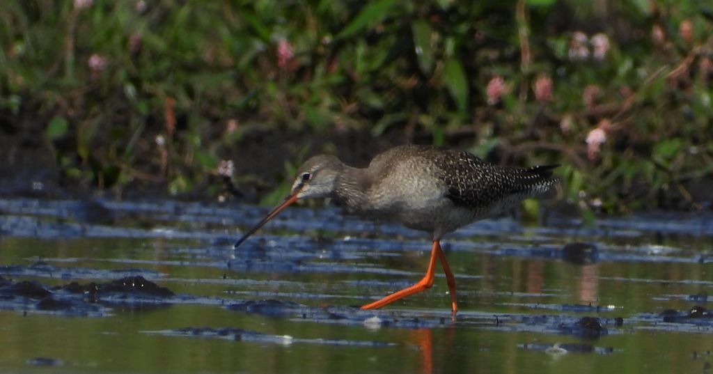 Brodziec śniady (Tringa erythropus)