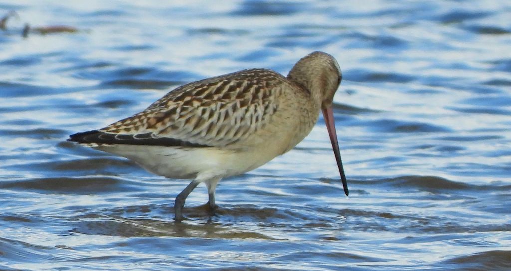 Szlamnik zwyczajny, szlamnik, szlamnik rdzawy, szlamik (Limosa lapponica)