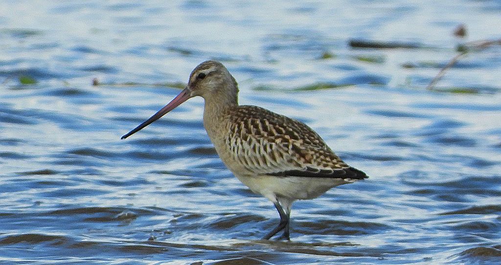 Szlamnik zwyczajny, szlamnik, szlamnik rdzawy, szlamik (Limosa lapponica)