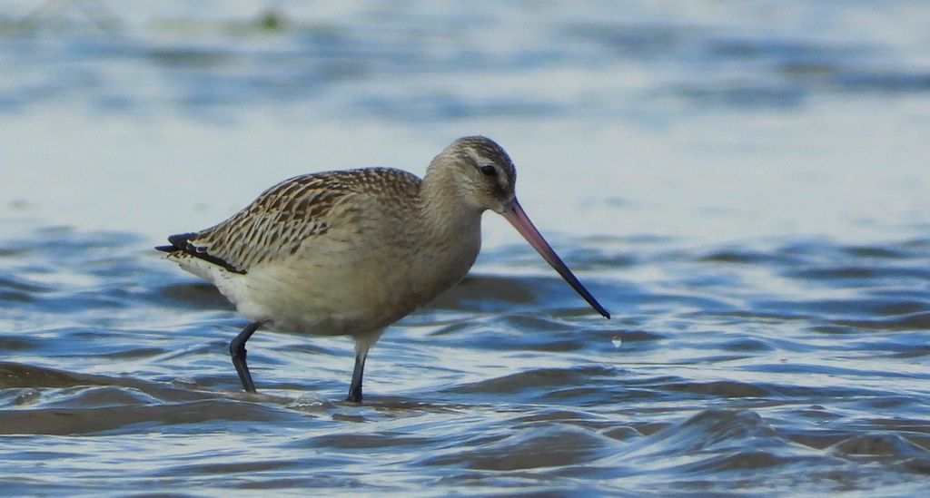 Szlamnik zwyczajny, szlamnik, szlamnik rdzawy, szlamik (Limosa lapponica)