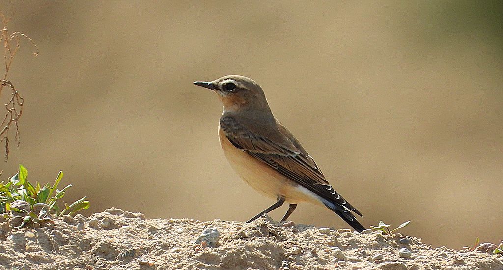 Białorzytka zwyczajna, białorzytka (Oenanthe oenanthe)