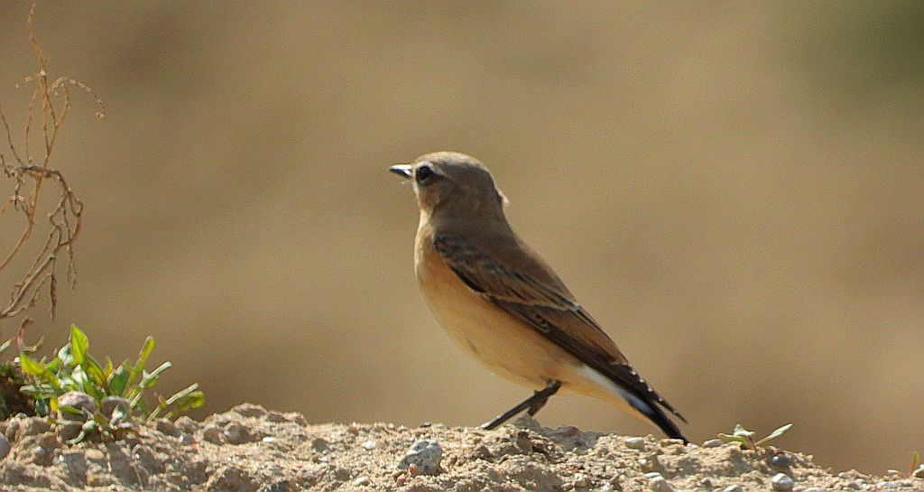 Białorzytka zwyczajna, białorzytka (Oenanthe oenanthe)