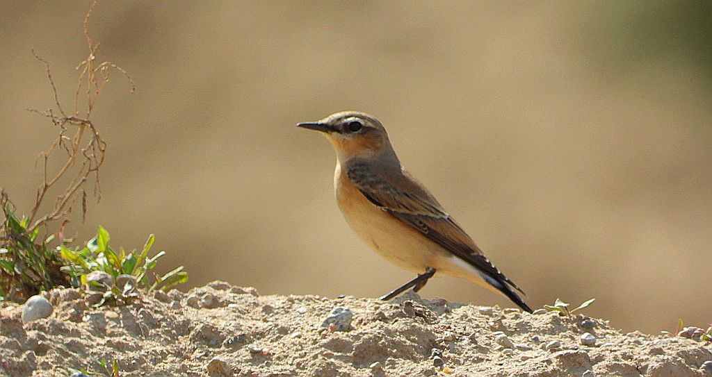 Białorzytka zwyczajna, białorzytka (Oenanthe oenanthe)