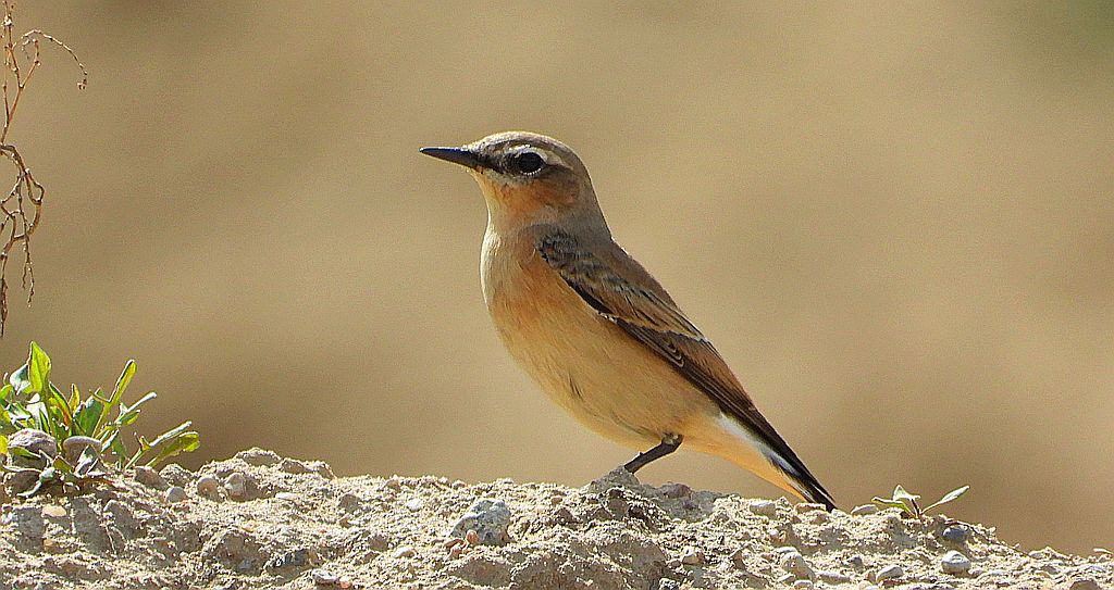 Białorzytka zwyczajna, białorzytka (Oenanthe oenanthe)