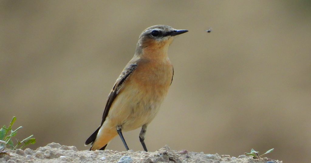 Białorzytka zwyczajna, białorzytka (Oenanthe oenanthe)