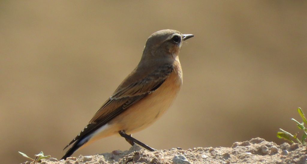 Białorzytka zwyczajna, białorzytka (Oenanthe oenanthe)