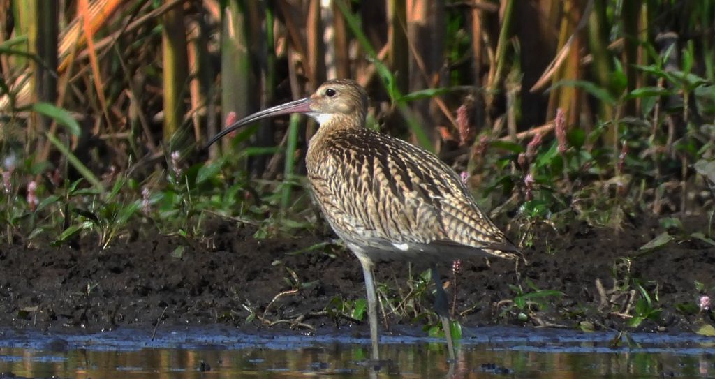 Kulik wielki (Numenius arquata)