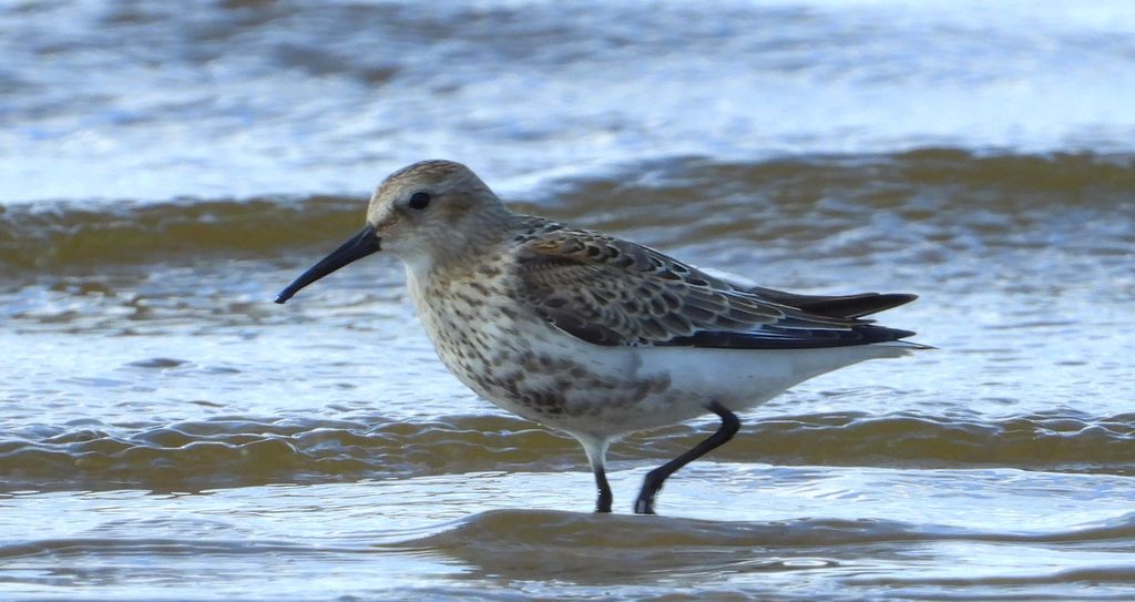 Biegus zmienny (Calidris alpina)