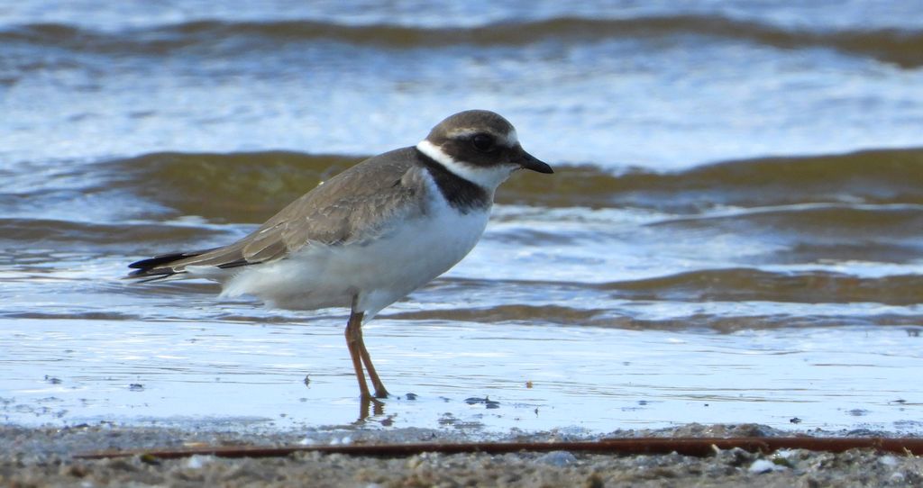 Sieweczka obrożna, lądowiec (Charadrius hiaticula)