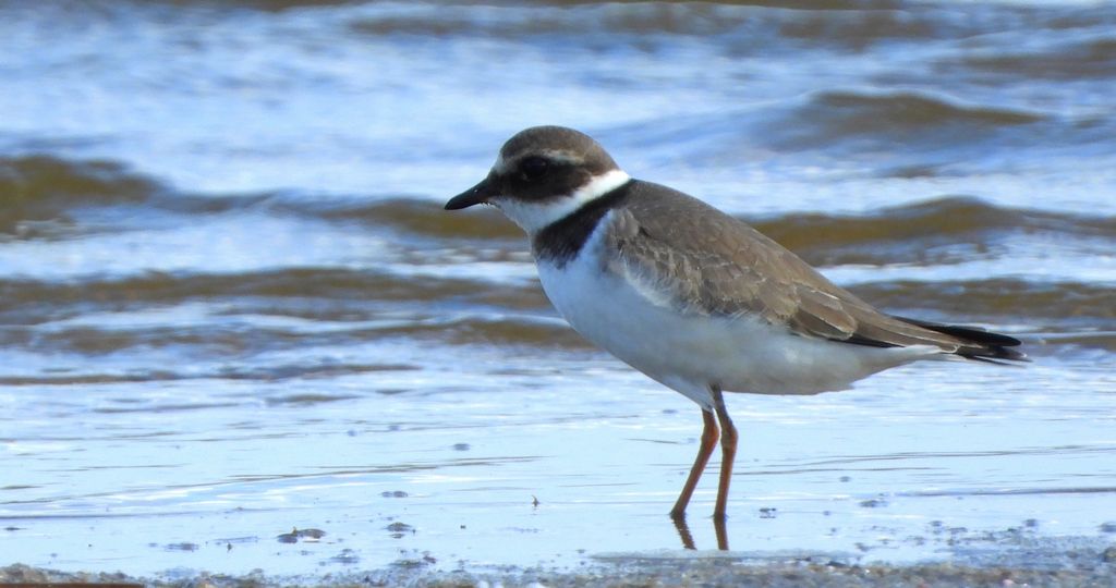 Sieweczka obrożna, lądowiec (Charadrius hiaticula)