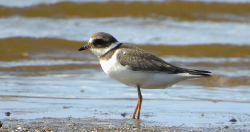Sieweczka obrożna, lądowiec (Charadrius hiaticula)